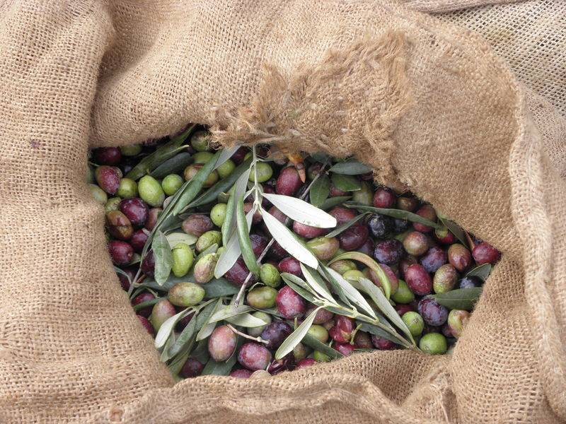 C'est la saison des olives 2024 !