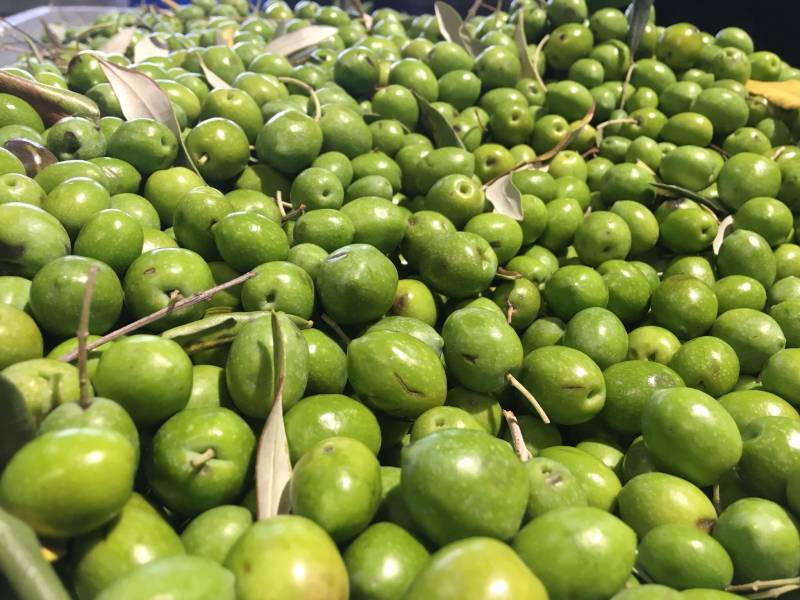 Olives verte variété Aglandau 